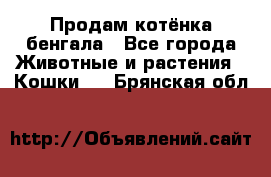 Продам котёнка бенгала - Все города Животные и растения » Кошки   . Брянская обл.